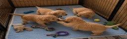Golden Retriever dogs for sale: 🐾 Golden Retriever Puppies – Raised with Love 🐾 - Advert 34