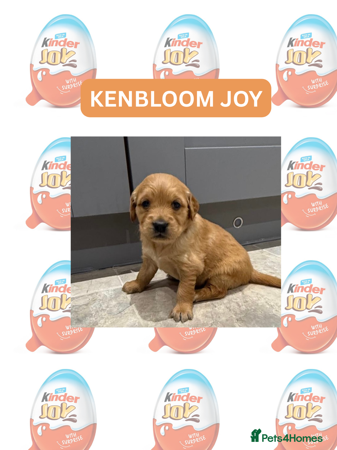 Golden Retriever dogs for sale: KC Dark Golden Retrievers 🧬 Health Tested Parents - Advert 17