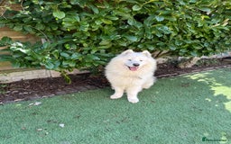 Samoyed dogs for sale: 🐾 🐶 AMAZING, UNIQUE, HEAD TURNING male Samoyed - Image 19