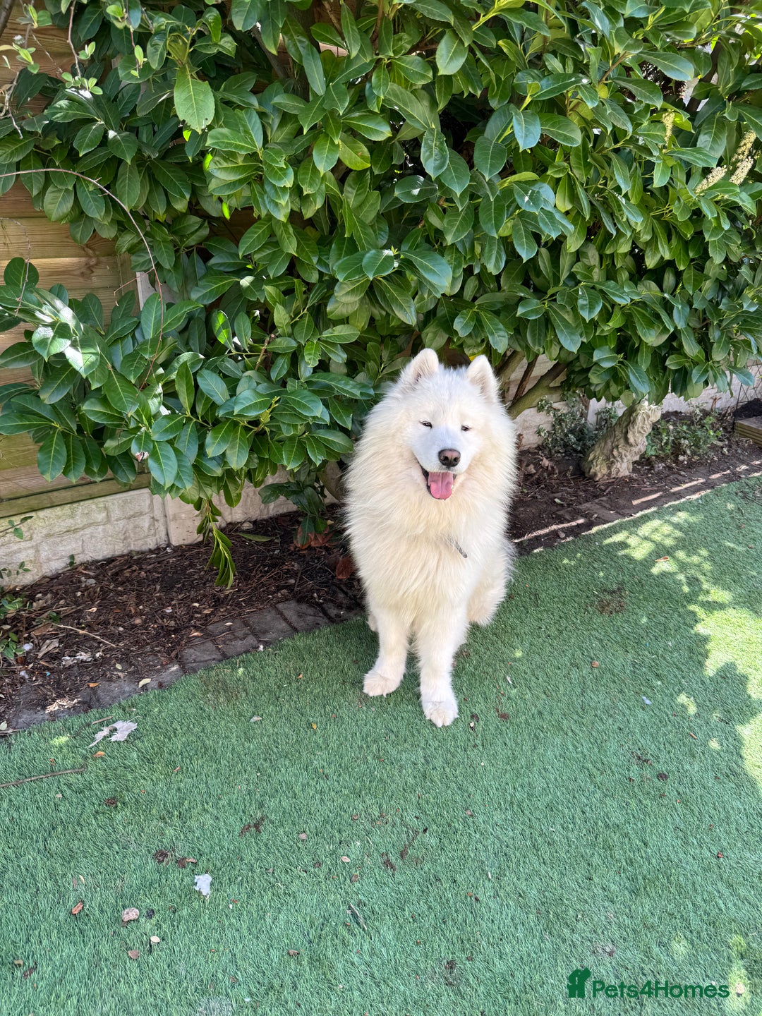 Samoyed dogs for sale: 🐾 🐶 AMAZING, UNIQUE, HEAD TURNING male Samoyed - Image 19