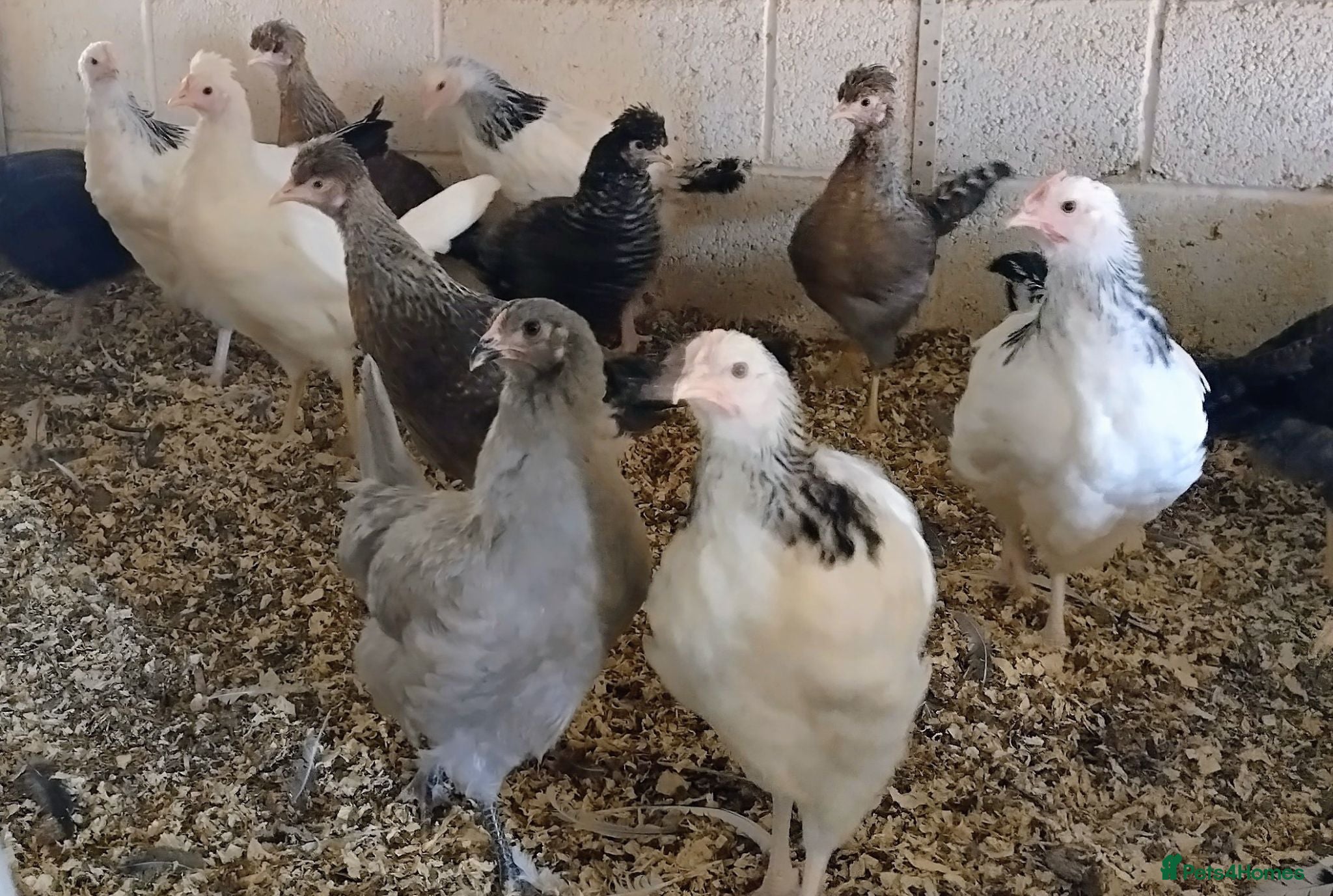 Mixed Breed poultry POINT OF LAY HENS  - Advert 2