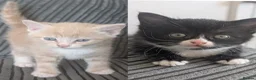 Domestic Shorthair cats for sale: 8 week old kittens - Advert 3
