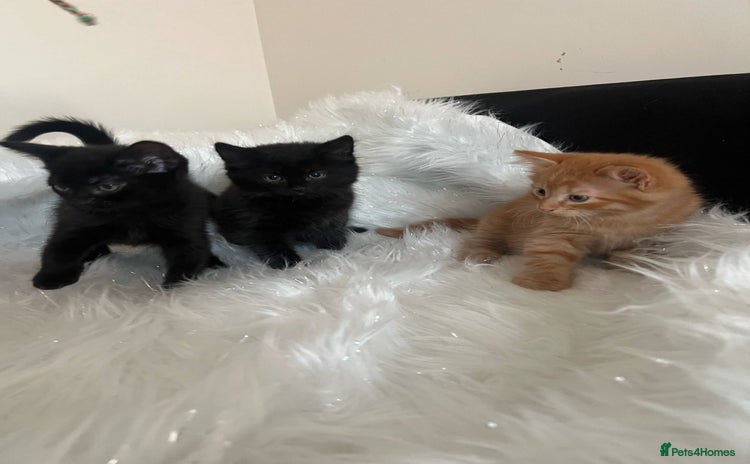 Mixed Breed cats - Advert 9