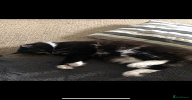Ragdoll cats - Advert 9