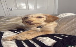 Labradoodle dogs for sale: 8 month old Miniature Labradoodle Bonnie  - Image 2