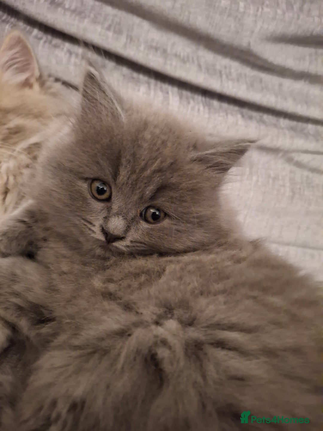 British Longhair cats for sale: 5 x beautiful BLH kittens for sale - Advert 18