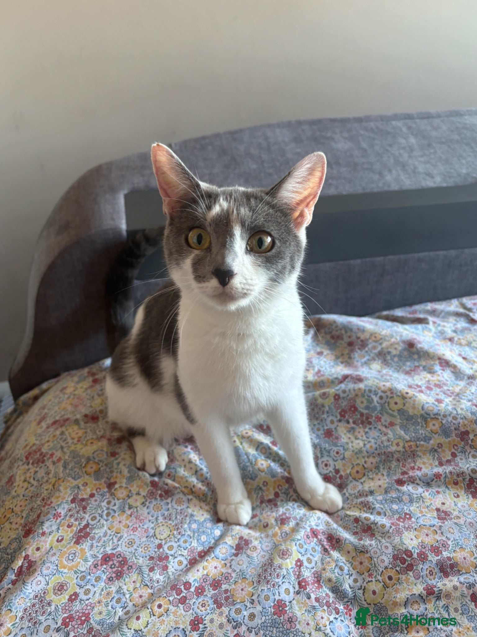 Domestic Shorthair cats Male Grey Kitten for Sale  - Advert 8