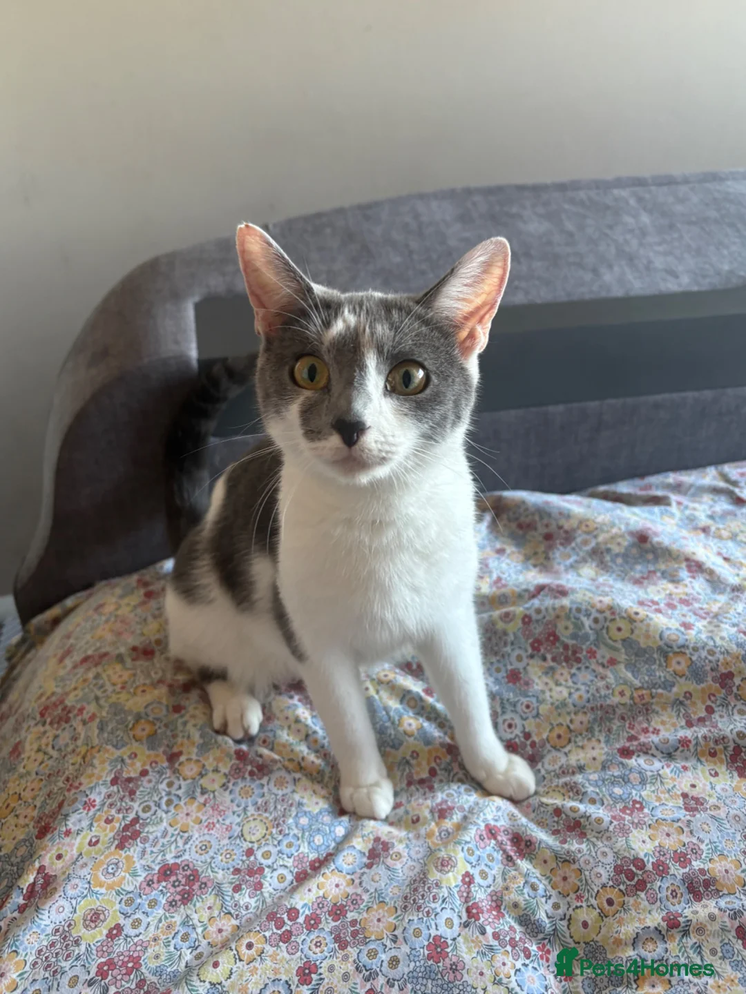 Domestic Shorthair cats for sale: Male Grey Kitten for Sale  - Advert 2