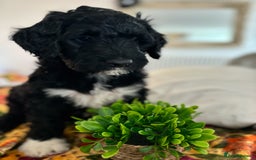 Portuguese Water Dog dogs for sale: Art Nouveau - Image 9