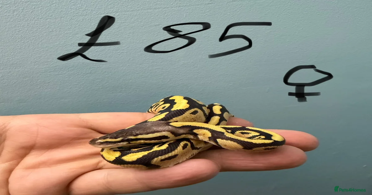Python Snake Reptiles for sale in High Wycombe, Buckinghamshire ...