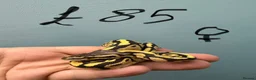 Python Snake reptiles for sale: Stunning CB26 Ball Python Hatchlings - Advert 5