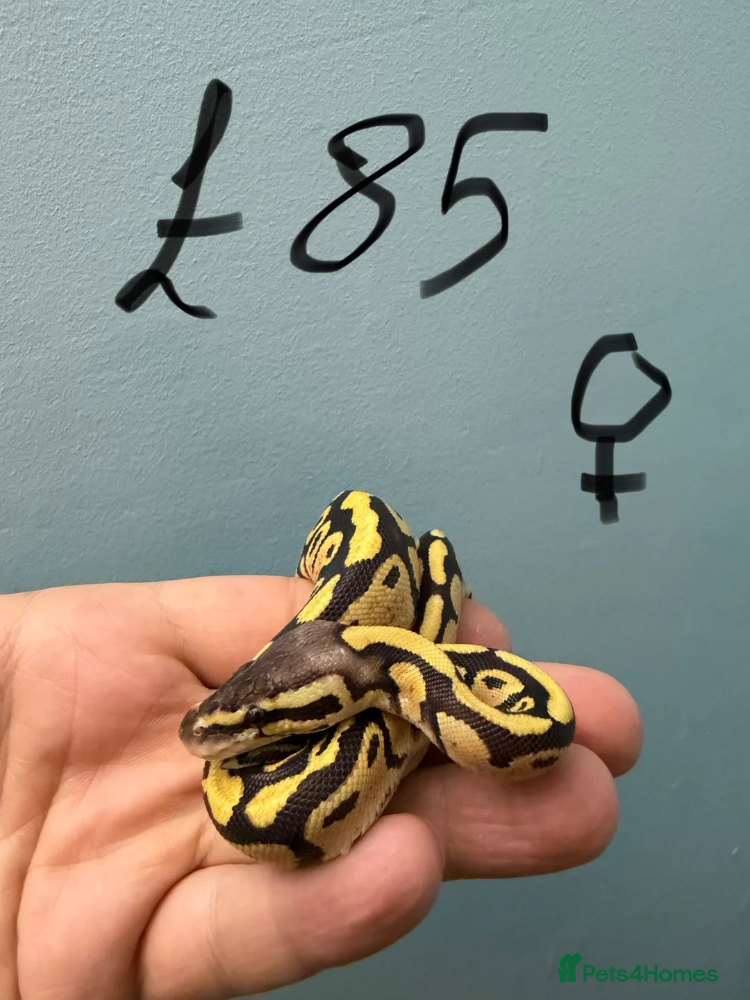 Python Snake reptiles for sale: Stunning Royal Python Hatchlings for sale or trade - Advert 1