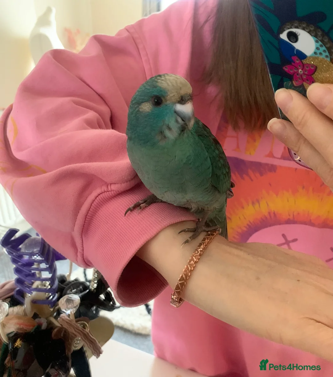 Parakeets birds for sale: Hand Reared Baby Kakarikis  - Advert 1