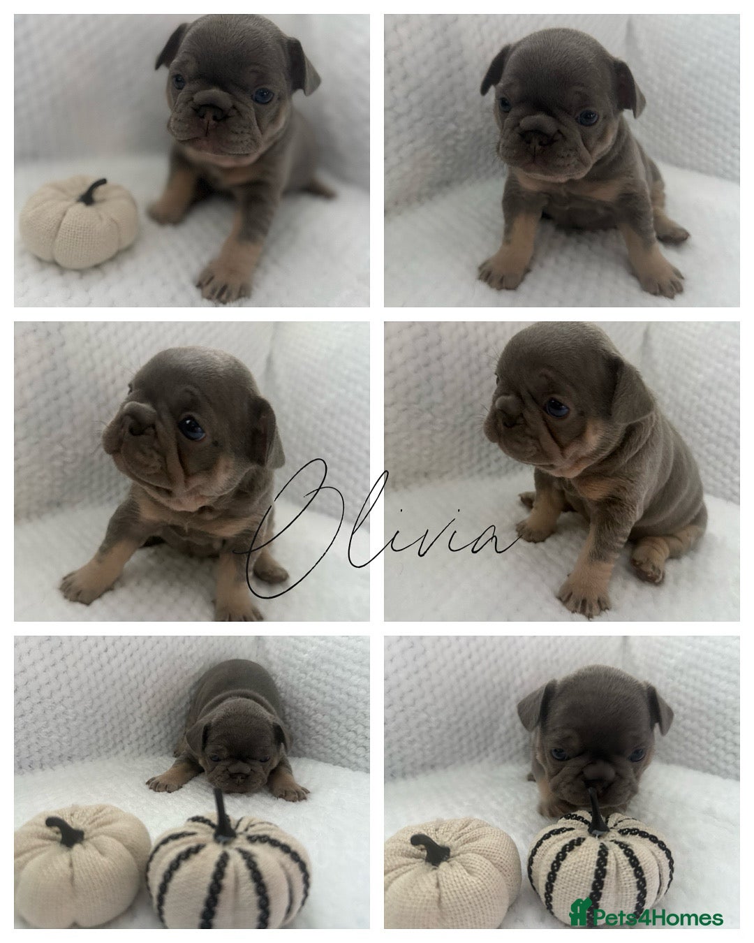 French Bulldog dogs for sale: Exclusive French Bulldog Puppies - Advert 12