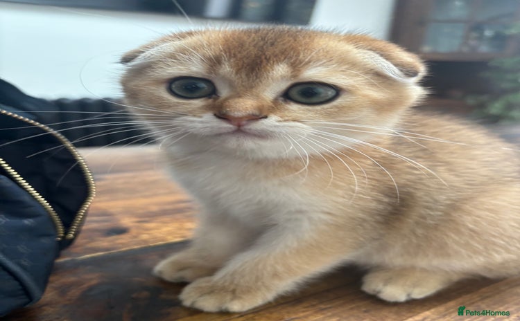Scottish Fold cats - Advert 1