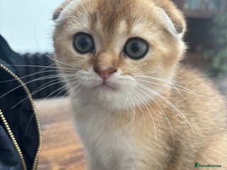 Scottish Fold cats - Advert 5