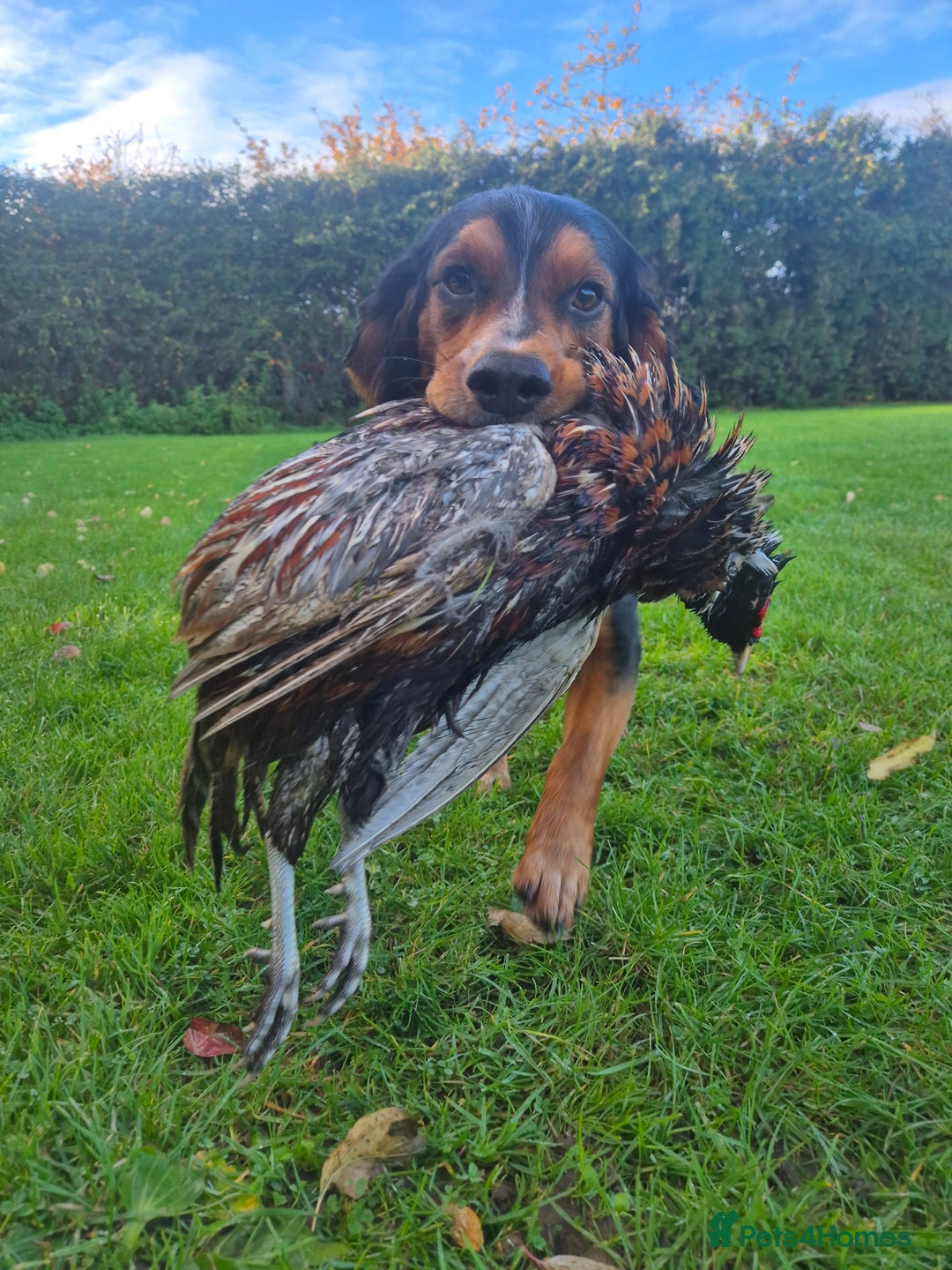 Cocker Spaniel dogs for stud: Working cocker spaniel for stud - Advert 3
