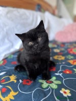 British Shorthair cats - Advert 16