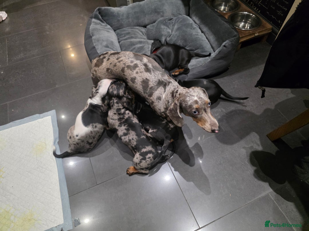 Dachshund dogs for sale: Beautifull puppies  - Advert 2