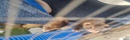 Ferret rodents for sale: Kits for sale in Arundel - Advert 6