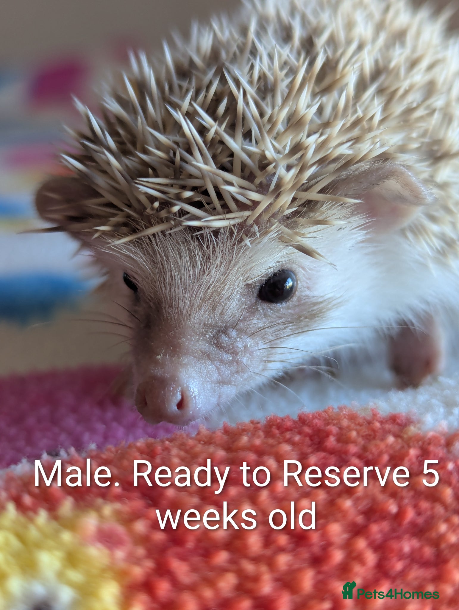 Pygmy Hedgehog rodents Gorgeous Hoglets Ready to Reserve Now - Advert 1