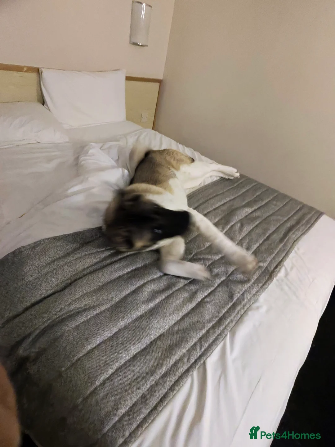 Akita dogs for sale: Shatzy is looking for a new home - Advert 3