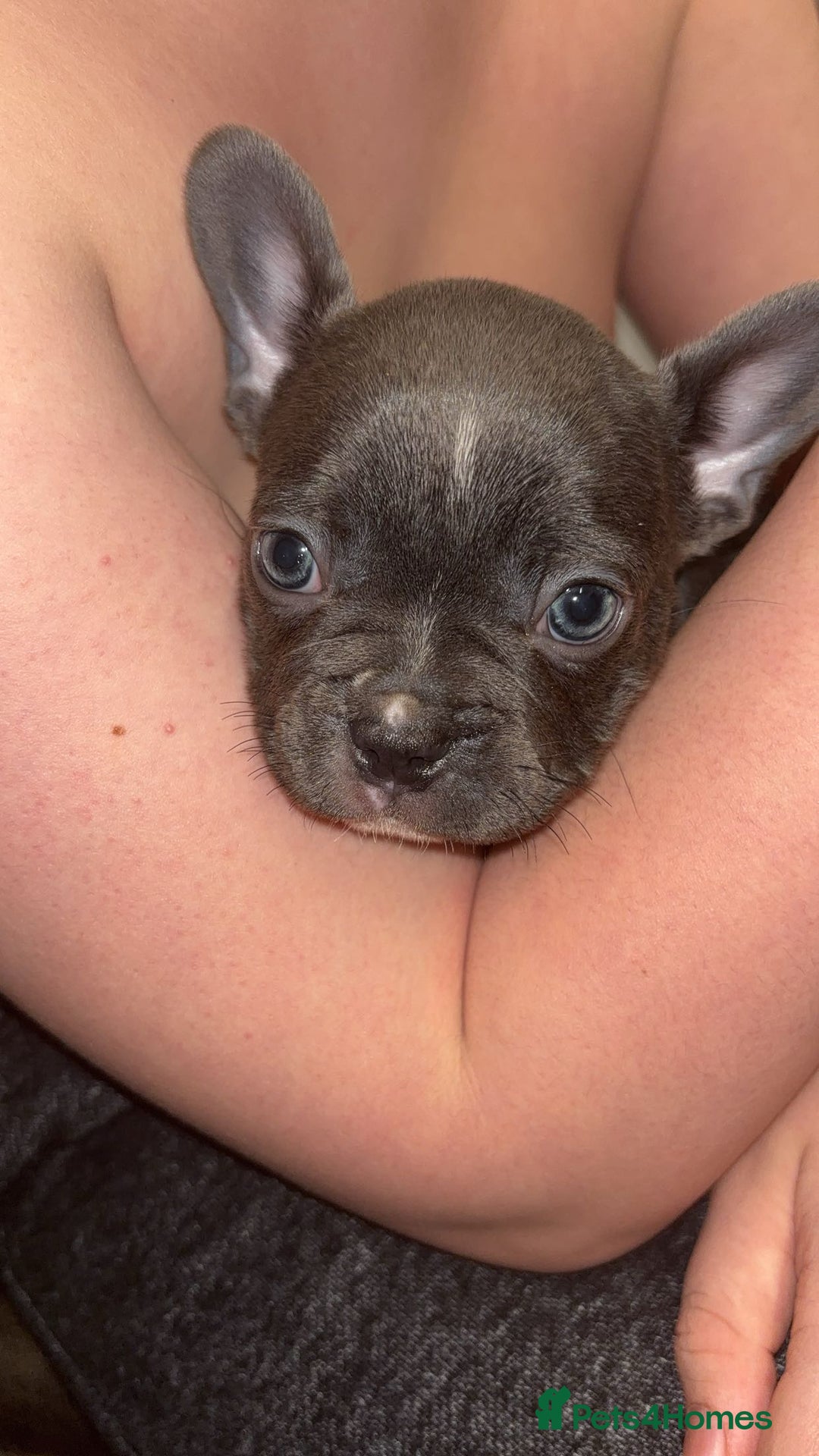 French Bulldog dogs for sale: French bulldog - Advert 3