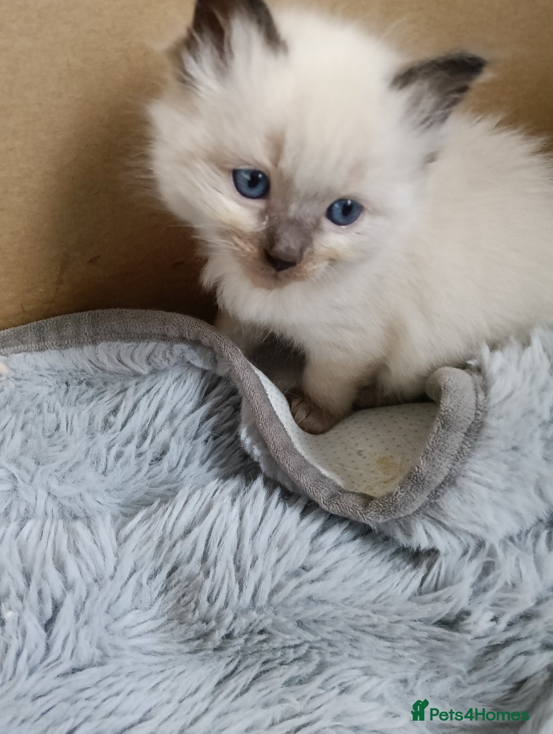 Ragdoll cats for sale: GCCF registered pedigree ragdoll kittens  - Advert 18