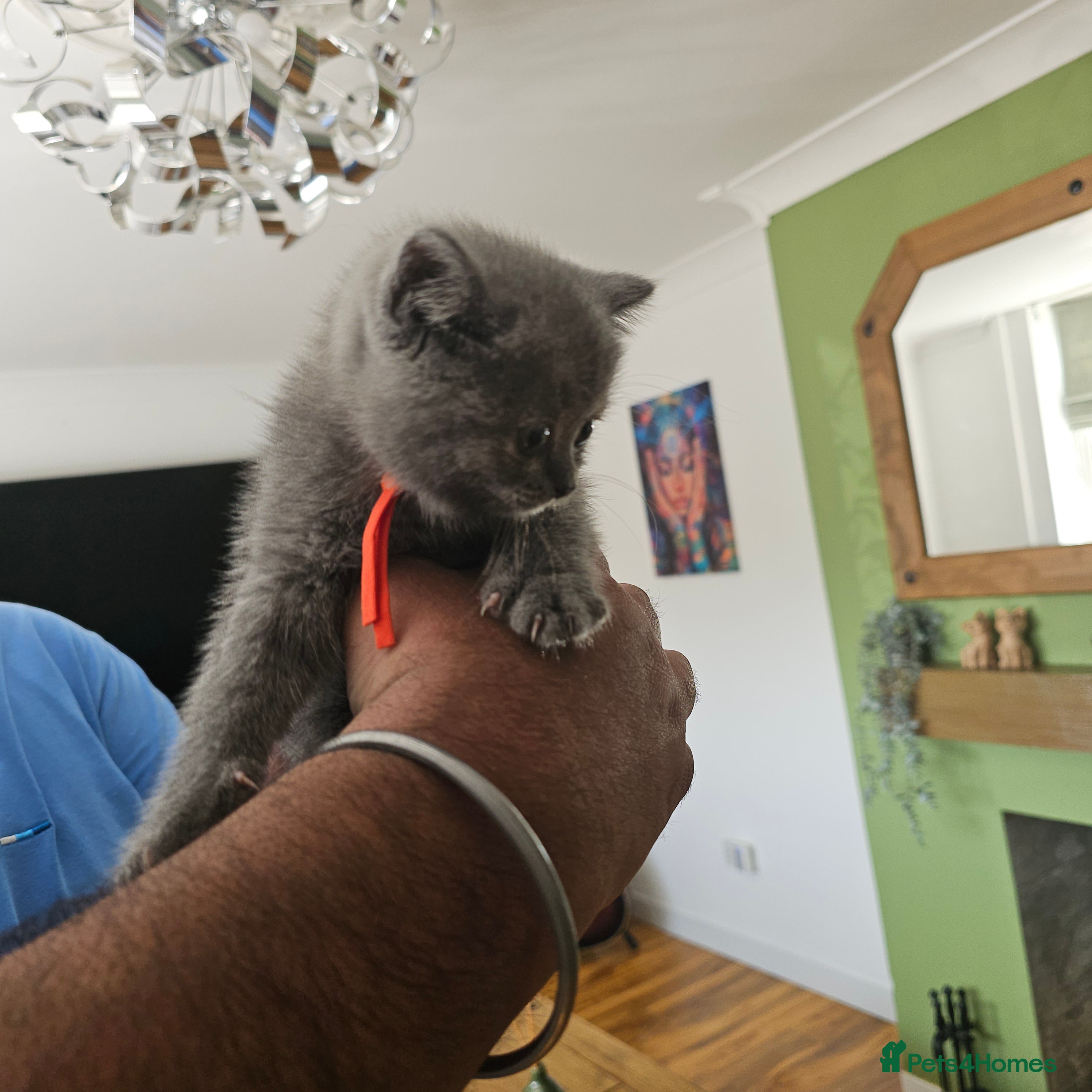 British Shorthair cats GCCF/TICA registered beautiful litter - Advert 2