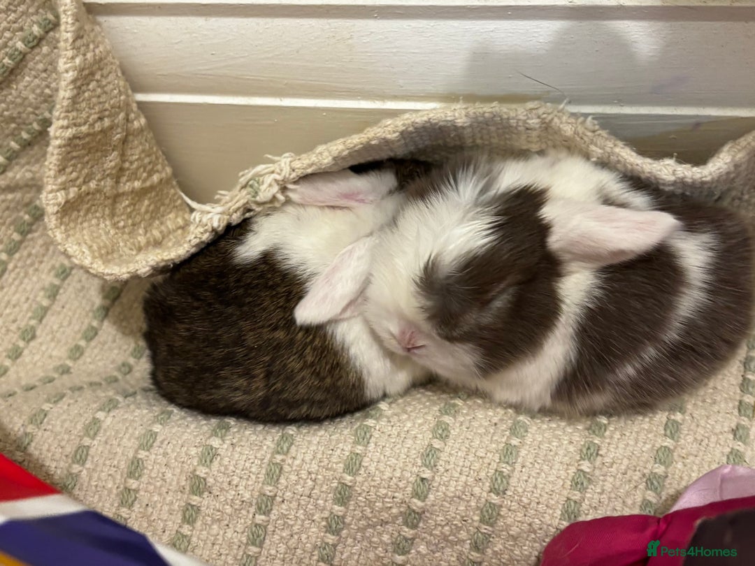 Mini Lop rabbits for sale: mini lops bucks and babies  - Advert 9