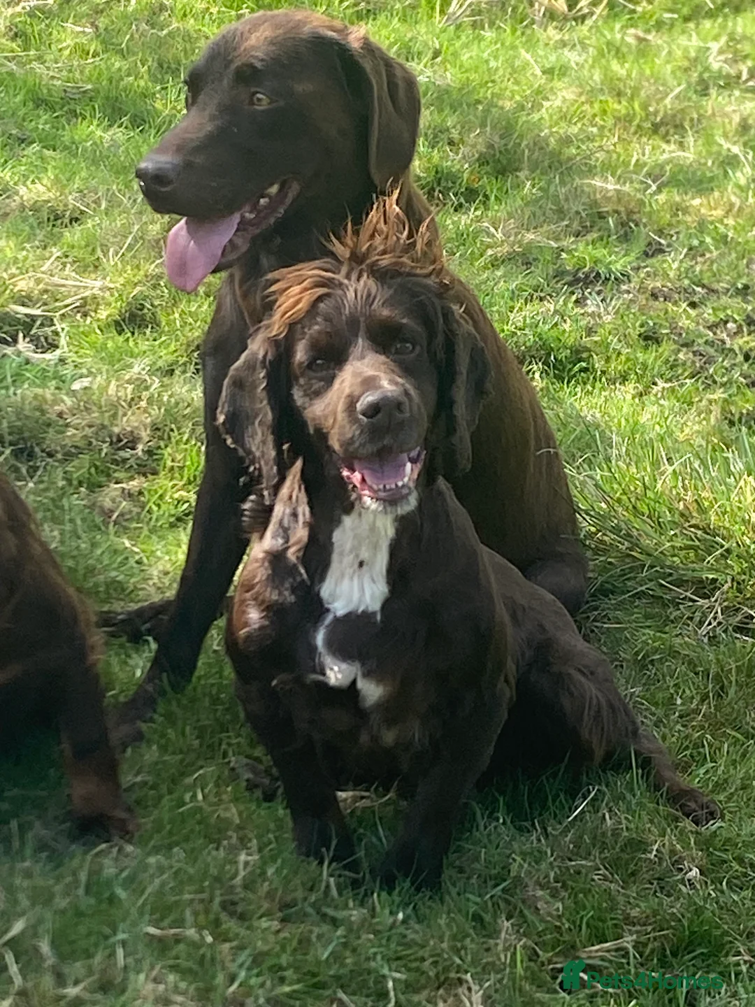 Cocker Spaniel dogs for stud: KC Reg Chocolate Working Cocker Spaniel in Pickering - Advert 2
