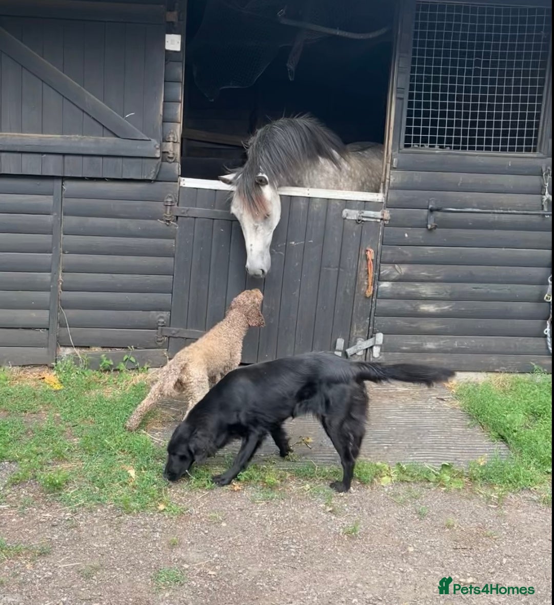 Mixed Breed dogs for sale: Fantastic Floodles! Fun, loyal and loving dogs  - Advert 1