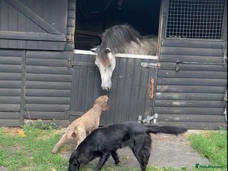 Mixed Breed dogs Fantastic Floodles! Fun, loyal and loving dogs - Advert 1