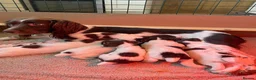 English Springer Spaniel dogs for sale: Working Springer Spaniels - Advert 12