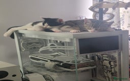 Mixed Breed cats for sale: Free beautiful grey tabby boy needs home  - Image 4