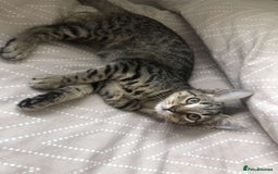 Mixed Breed cats for sale: Kittens for sale - Image 4
