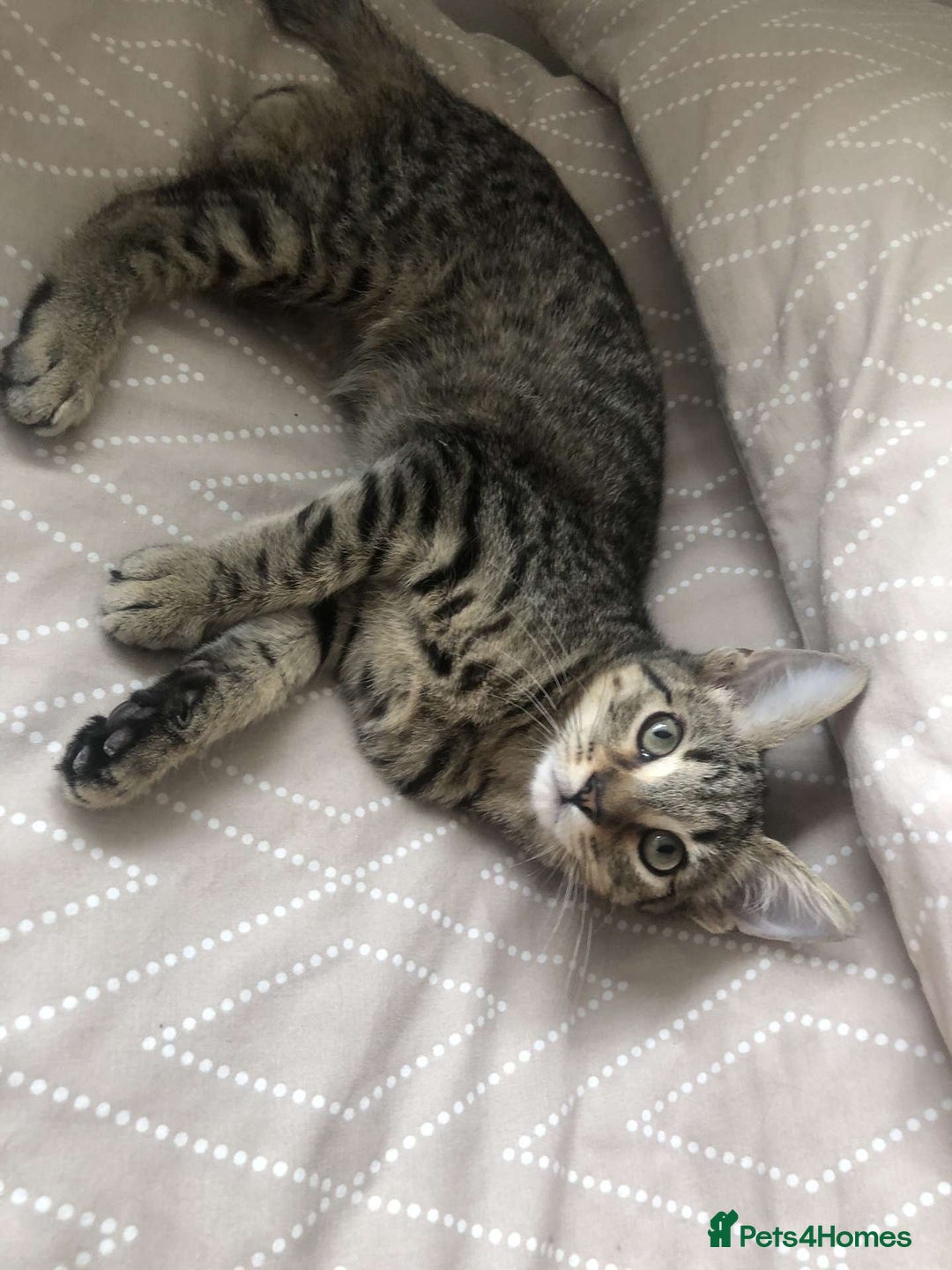 Mixed Breed cats for sale: Kittens for sale - Image 4