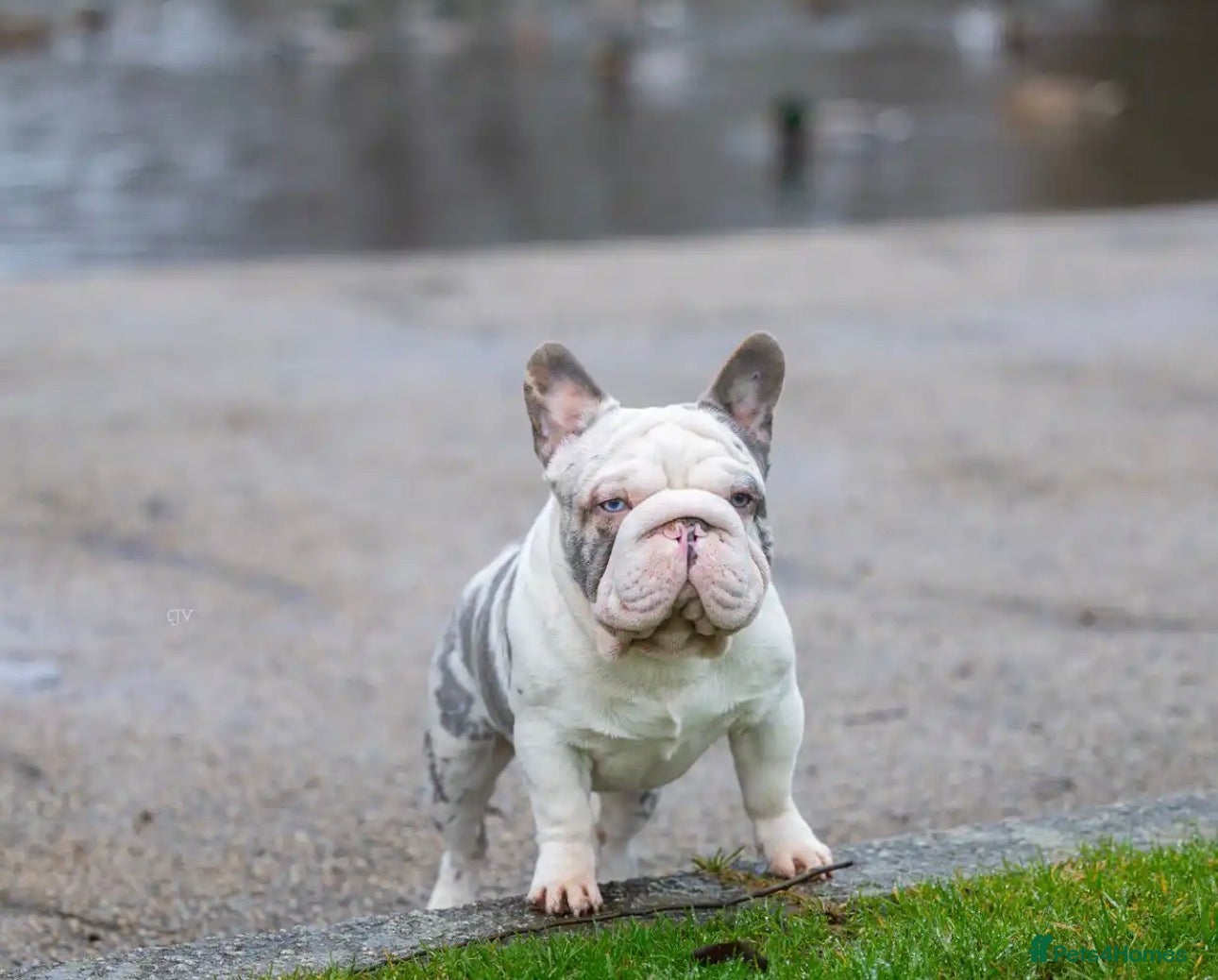 French Bulldog dogs Frenchie bulldog stud ICE ❄️ - Advert 1