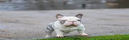 French Bulldog dogs for stud: Frenchie bulldog stud ICE ❄️ - Advert 1
