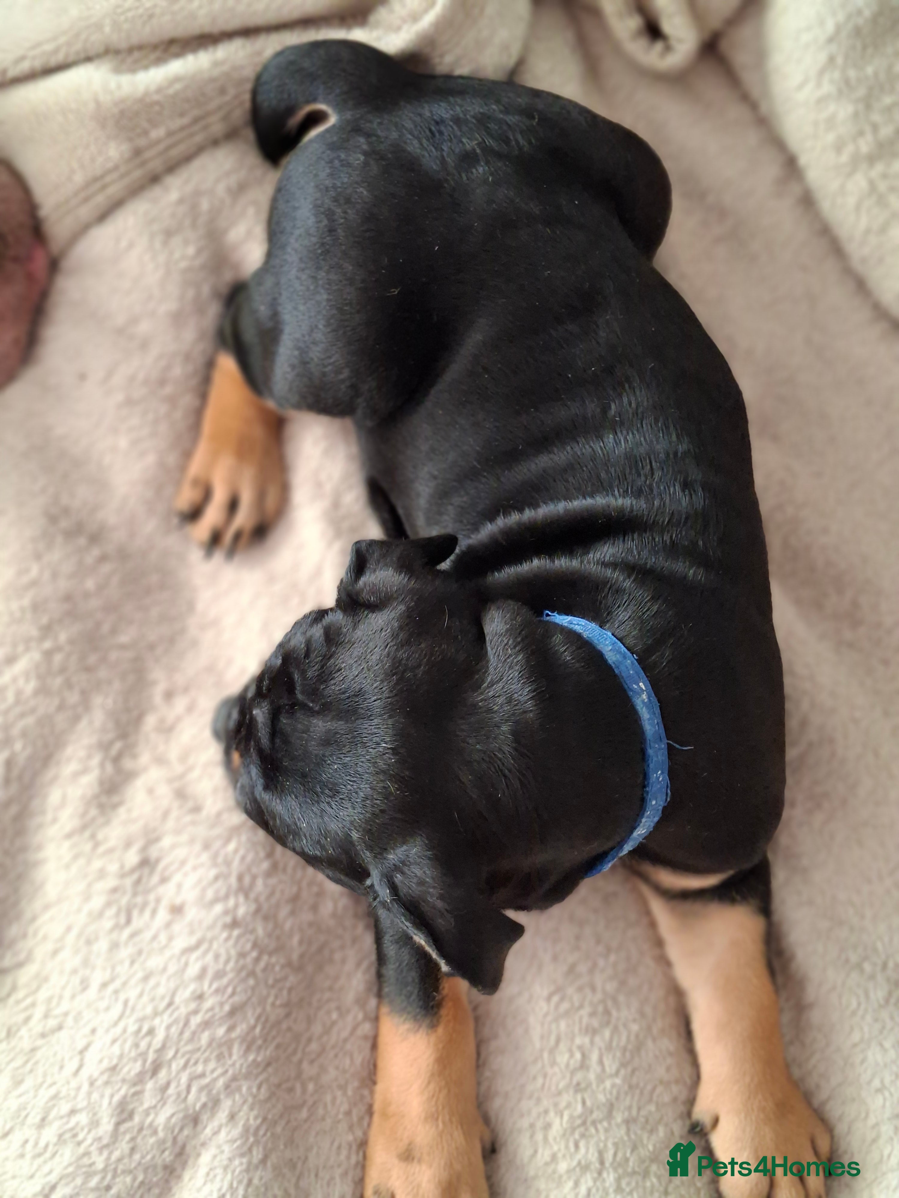 Old Tyme Bulldog dogs Old tyme bulldog puppies for sale - Advert 2