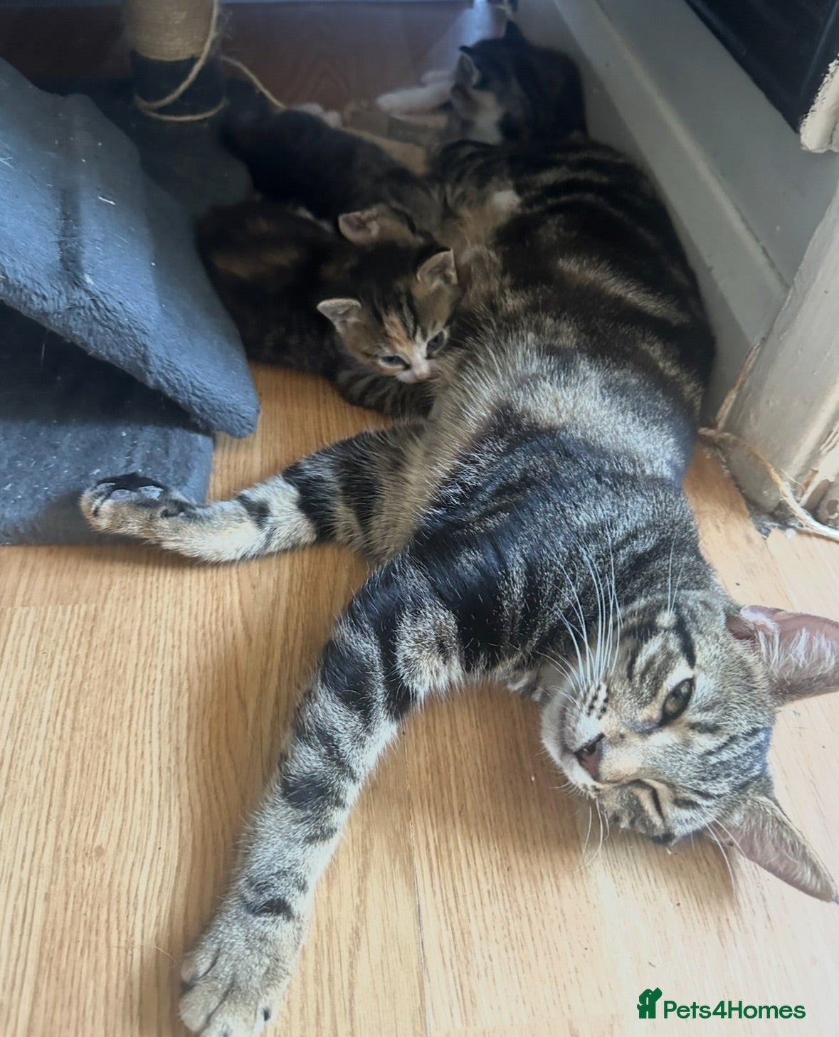 Mixed Breed cats Kittens for sale £50 - Advert 1