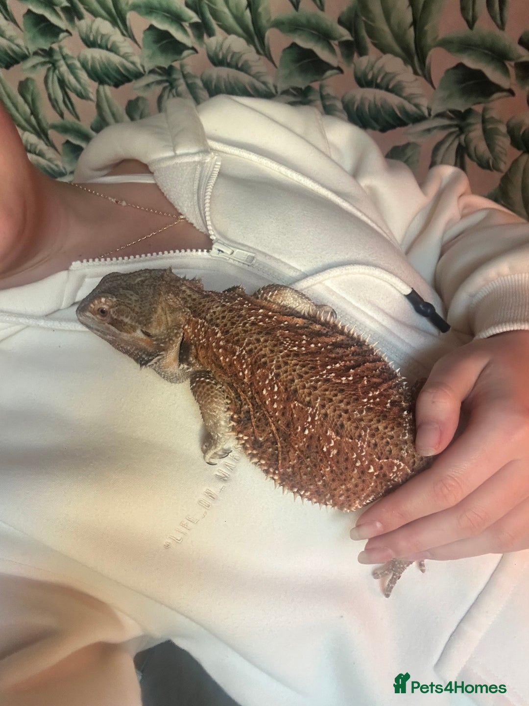 Bearded Dragon reptiles for sale: Rex (bearded dragon)  - Advert 1