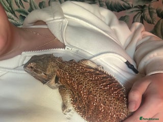 Bearded Dragon reptiles Rex (bearded dragon) - Advert 3