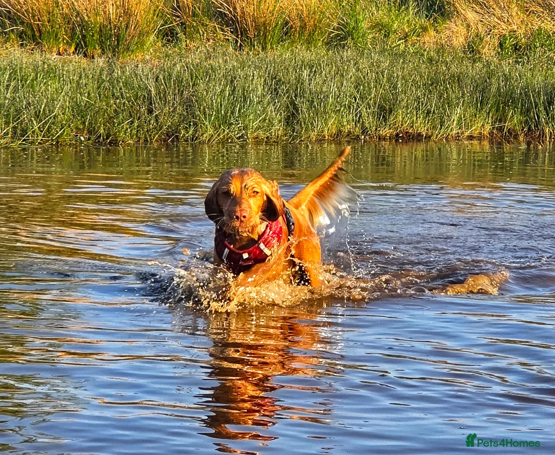 Cocker Spaniel dogs for sale: 3yr old cocker spaniel bitch for sale - Advert 12