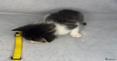 Turkish Van cats - Advert 13