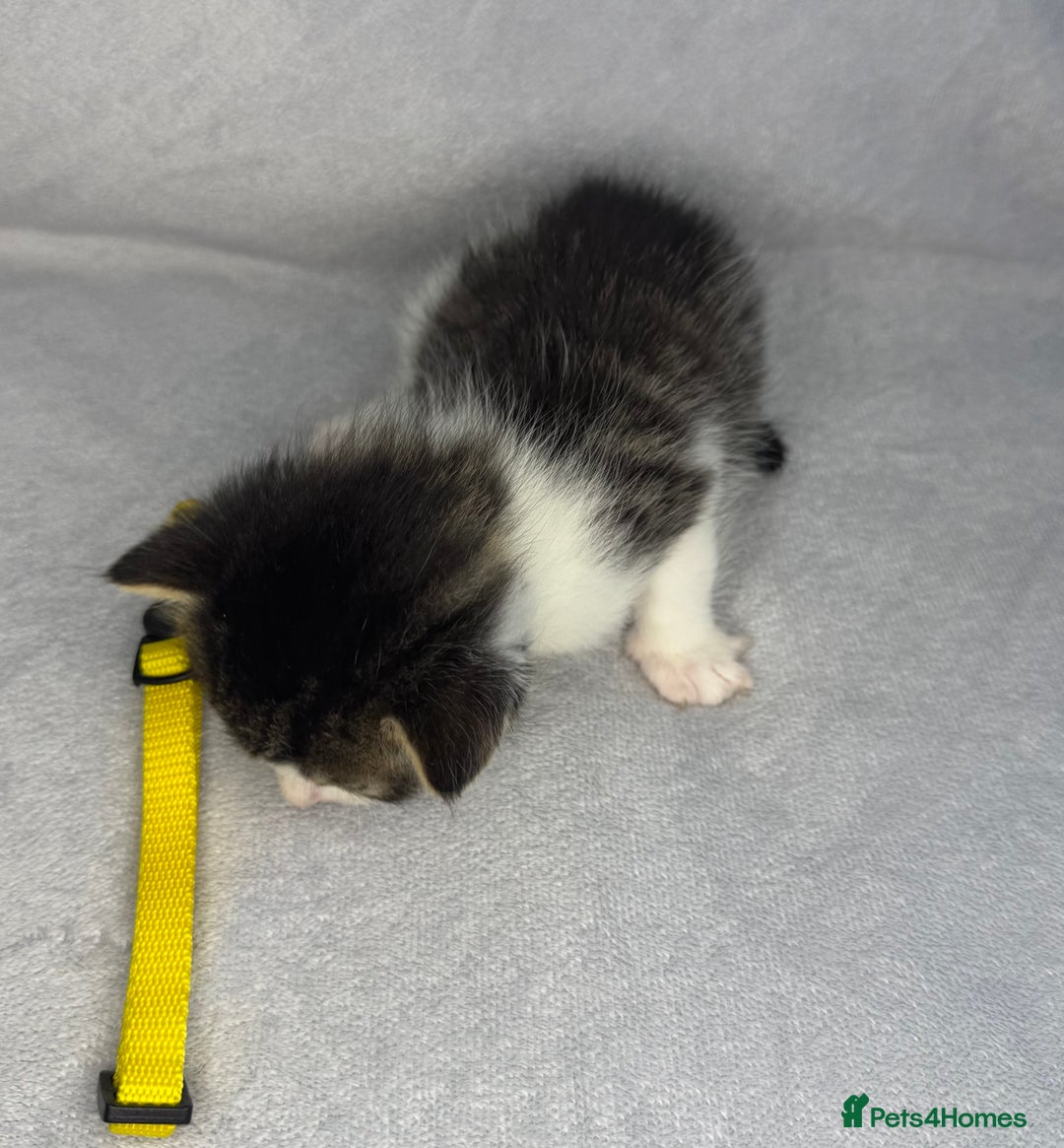 Turkish Van cats for sale: Rare Turkish van kittens for sale.  - Image 2