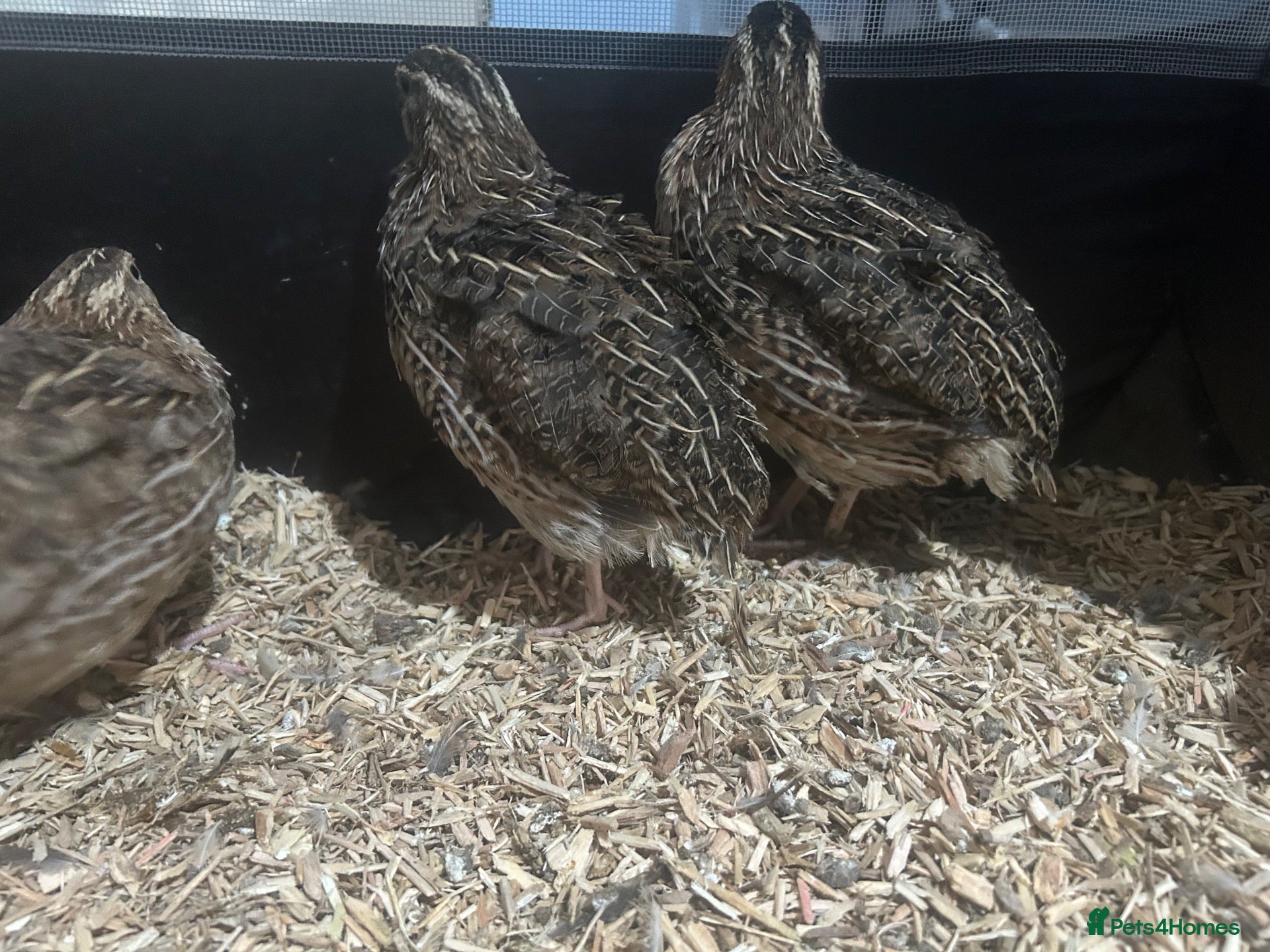 Quail poultry Two celadon males  - Advert 4