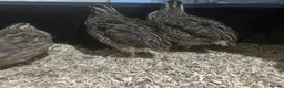 Quail poultry for sale: Two celadon males  in Newcastle upon Tyne - Advert 1