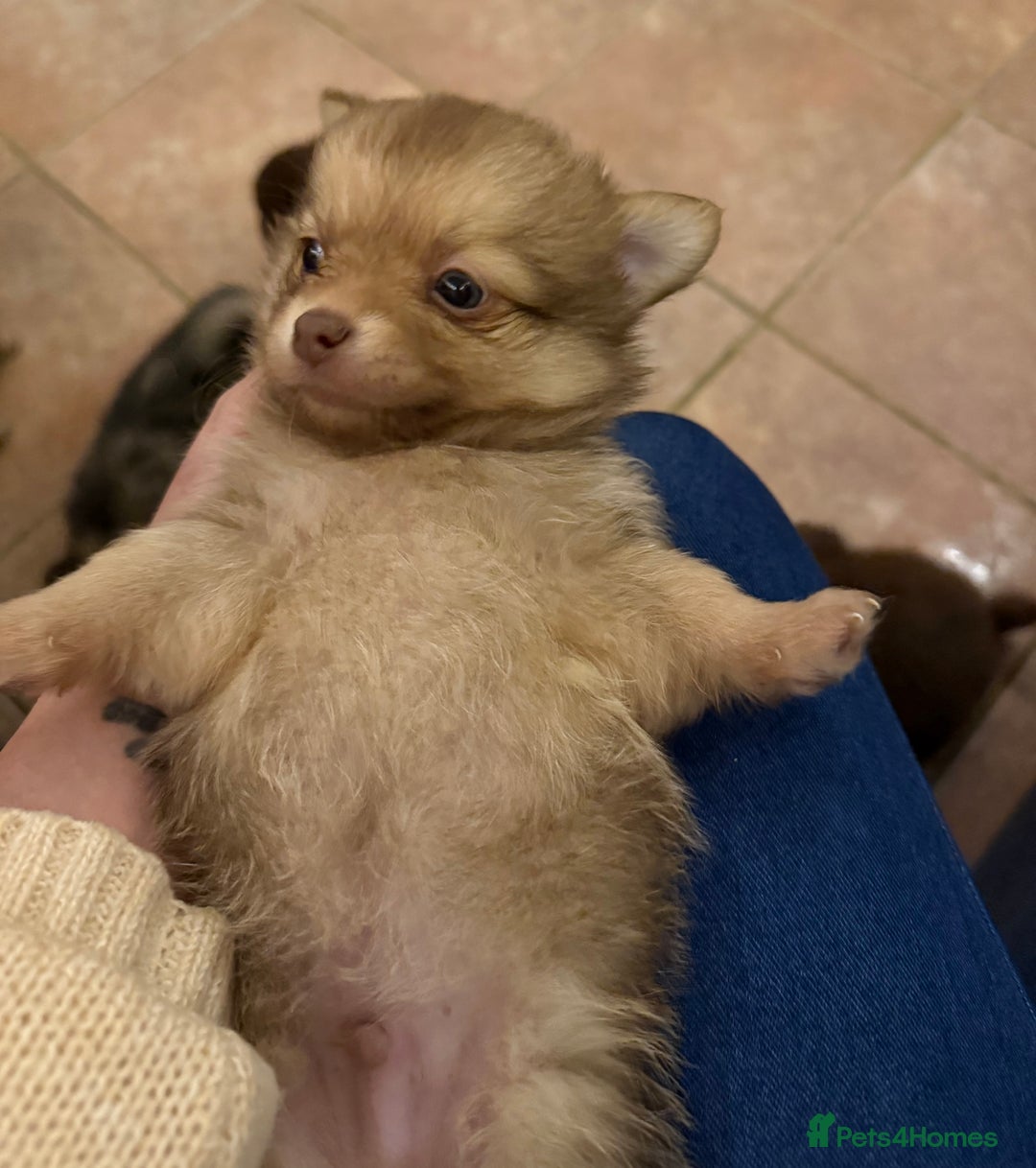Pomchi dogs for sale: 💙 2 longhair Boys Left 💙 - Advert 3