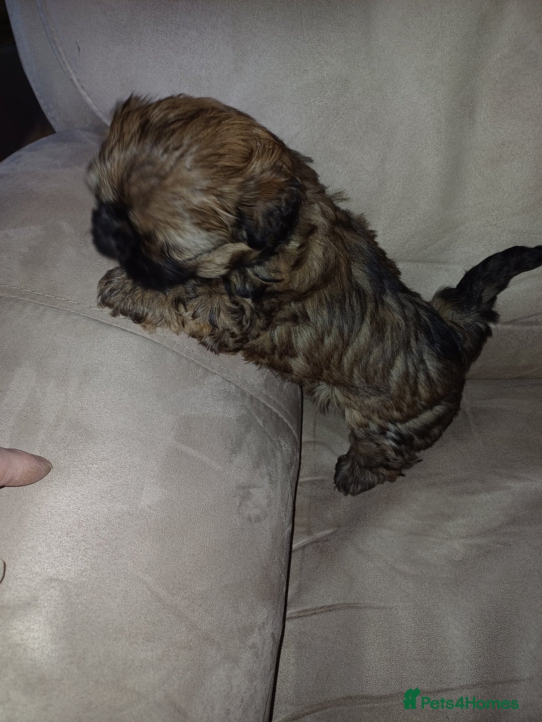 Shih Tzu dogs for sale: SHIH TZU litter. Ready 15/01/2026 - Advert 4